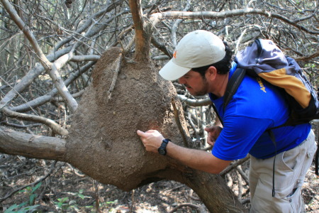 Mangrove ecology hovercraft tour